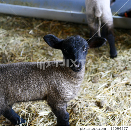 Sheep Sheep 13094377