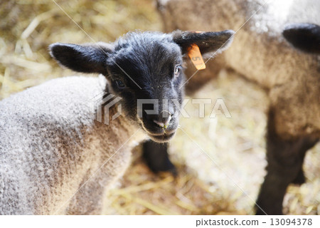 Sheep Sheep 13094378