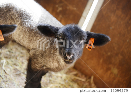 Sheep Sheep 13094379