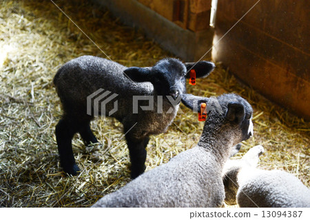 Sheep Sheep 13094387