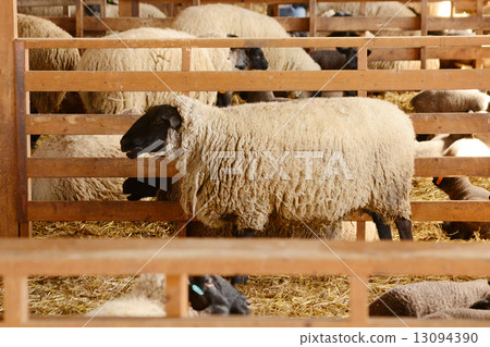 Sheep 13094390