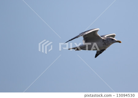 Seguro gull 13094530