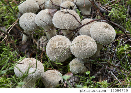 starfish fungus 13094739