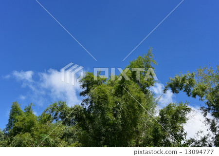 圖庫照片: green bamboo leaves against blue sky