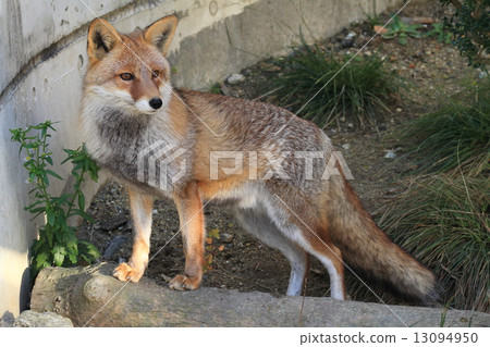 Hondo Fox Hondo Fox 13094950