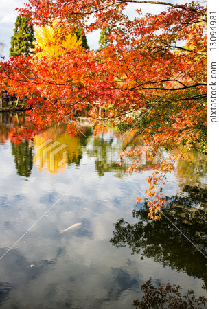 Eikan Do, Nishikigoi in a leisure pond of autumn leaves Eikan Do, Nishikigoi in a leisure pond of autumn leaves 13094981