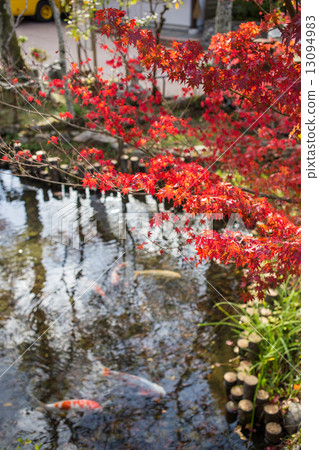 Eiken temple, autumn leaves of an evacuation pond and Nishikigoi 13094983