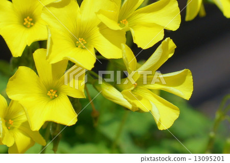 黃Oxalis·Sernua:哦Kivana Kabaki(吃大黃片) 黃Oxalis·Sernua:哦Kivana Kabaki(吃大黃片) 13095201
