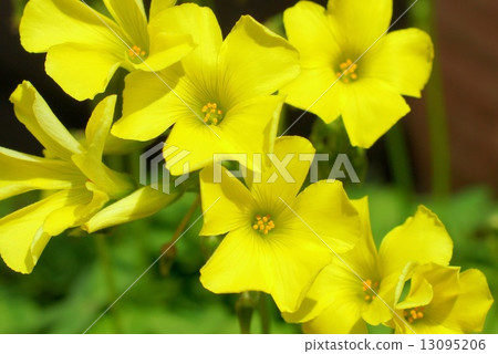 Yellow Oxalis · Sernua: Oh Kivana Kabaki (eating large rhubarb flakes) Yellow Oxalis · Sernua: Oh Kivana Kabaki (eating large rhubarb flakes) 13095206