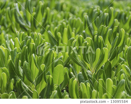 Green leaf background Green leaf background 13095584