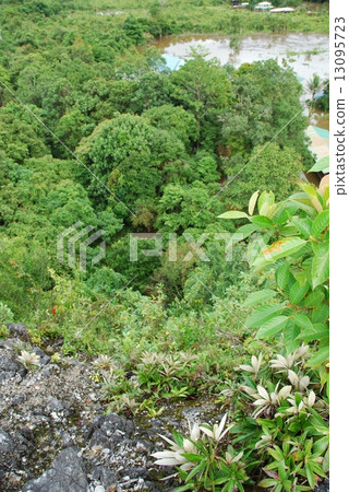 Tropical jungle (Gunung Mul National Park / East Malaysia · Borneo Island) 13095723