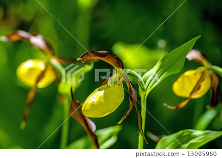 slipper orchid wild flower of Germany 13095960