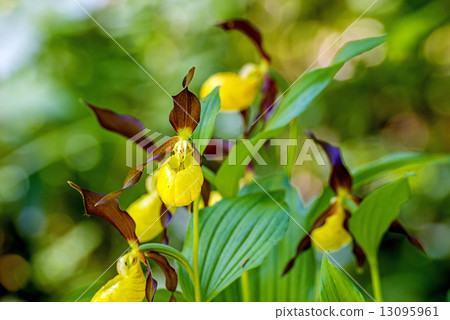 slipper orchid wild flower of Germany 13095961