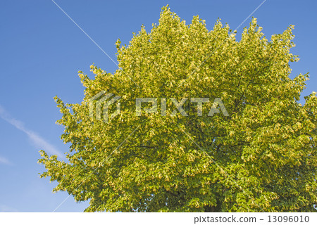 lime-tree blossom lime-tree blossom 13096010
