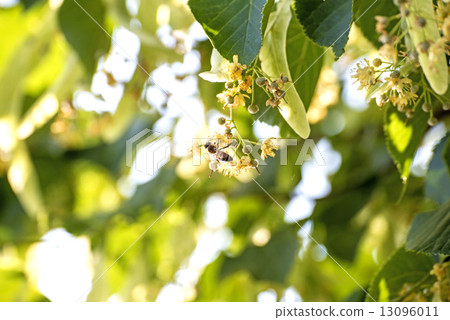 lime-tree blossom with bee 13096011