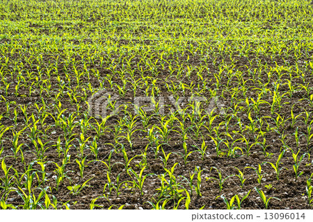 corn seedlings corn seedlings 13096014