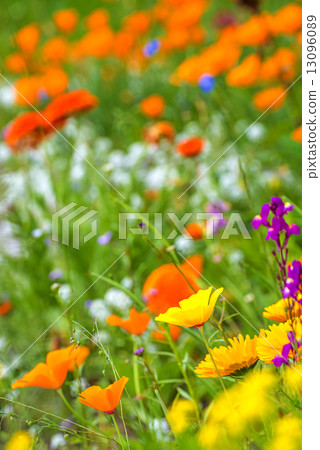 Meadow with colorful flowers 13096089