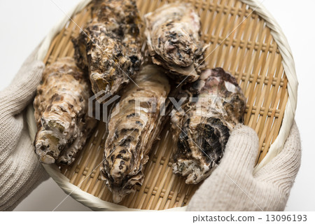 牡蠣 牡蠣 13096193