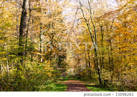 Pathway through the autumn forest 13096261