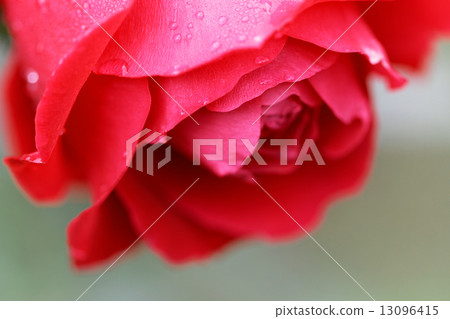 A red rose flower in the former Furukawa garden · Water drops in Melina 13096415