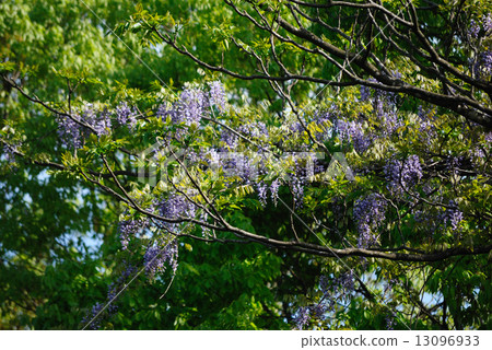 Wisteria flowers 13096933