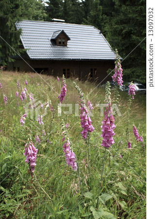 Foxgloves on a mountain meadow with a cottage in background 13097032