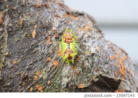 Pests (larva of Irga) 13097143