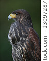 Harris Hawk 13097287