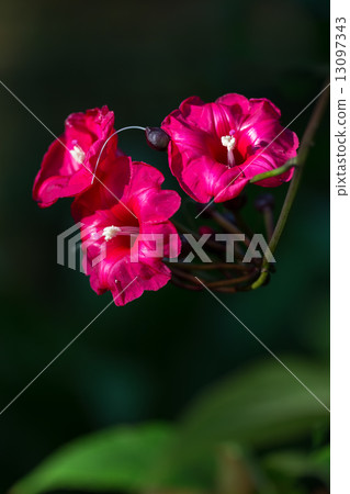 Hozaki morning glory 13097343