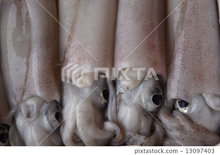 squid squid 13097403