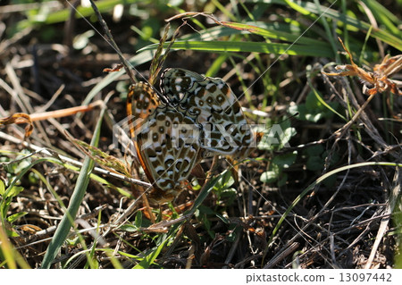 Pinus thunberg蒼白 Pinus thunberg蒼白 13097442