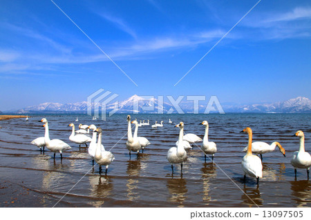 Swans and Mt. Bandai 13097505