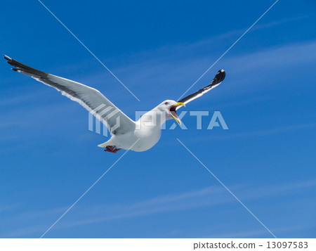 Seagull (flying · crowing · up) 13097583