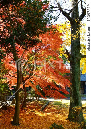 Autumn leaves in Honjoin Temple Autumn leaves in Honjoin Temple 13097819