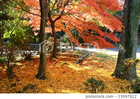 Autumn leaves in Honjoin Temple 13097822