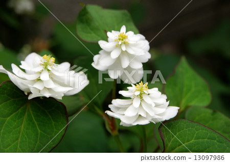 Yae dokudami Yae dokudami 13097986