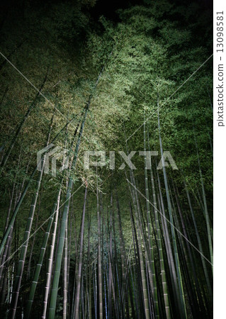 Bamboo forest light up 13098581