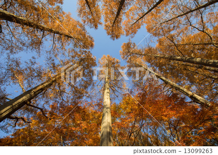 Metasequoia coloring Metasequoia coloring 13099263