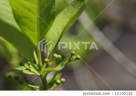 Mayu的花蕾 Mayu的花蕾 13100182