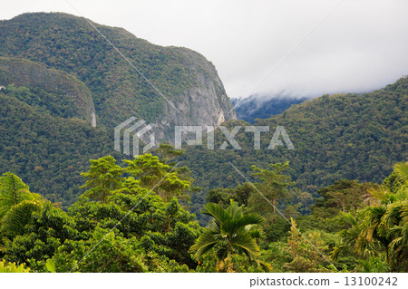 Exotic rainforest landscape Exotic rainforest landscape 13100242