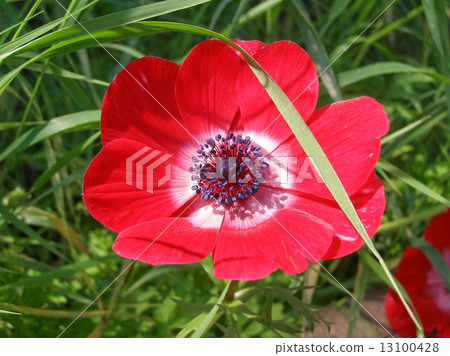 Flower picture Flower picture 13100428