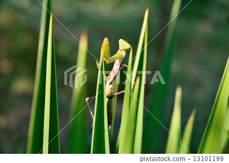 green praying mantis on the plant green praying mantis on the plant 13101199
