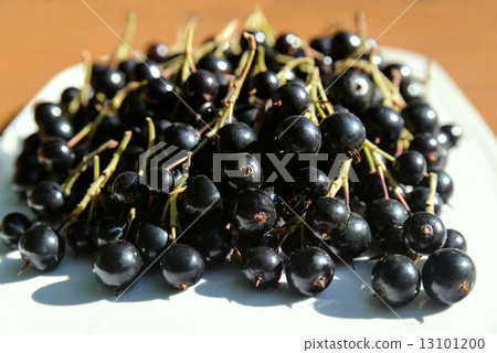 Berries of a black currant Berries of a black currant 13101200