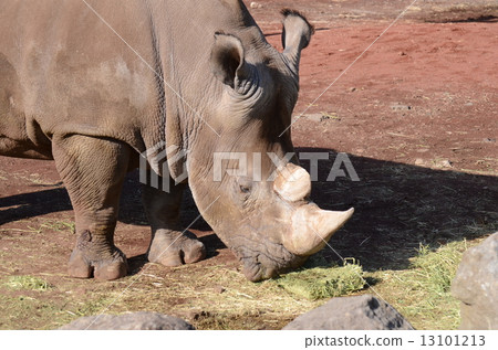 White rhino 13101213