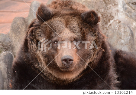 Ezo bears 13101214