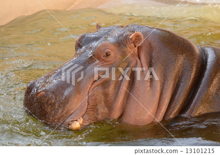 Hippopotamus 13101215