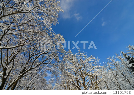 Winter Tree 13101798