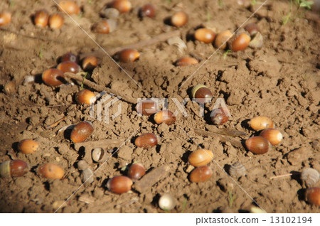 Acorn Acorn 13102194