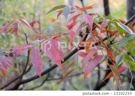 Autumn leaves of a goby tree 13102254