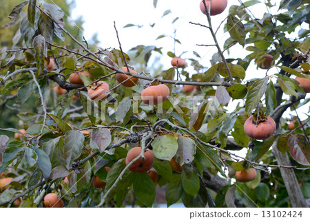 巨型水果 13102424